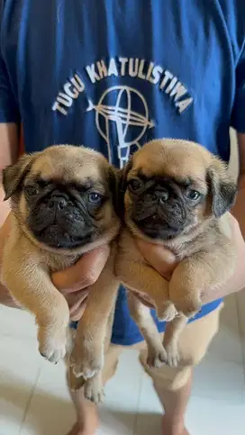 Jual anak anjing PUG