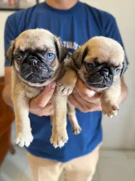 Jual anak anjing PUG