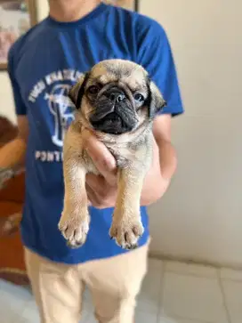 Jual anak anjing PUG