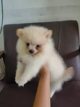 Puppy minipom...