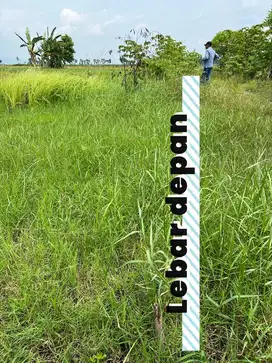 Dijual Tanah Sawah