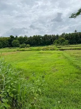 Dijual Tanah Sawah