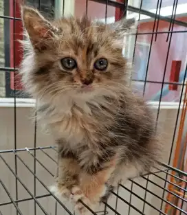 Betina mix maincoon