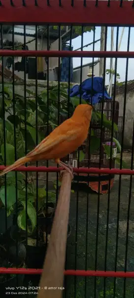 Burung kenari merlok jantan