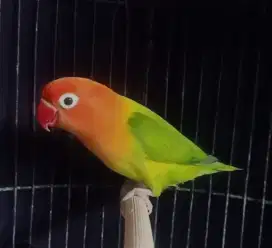 cari lovebird dewasa