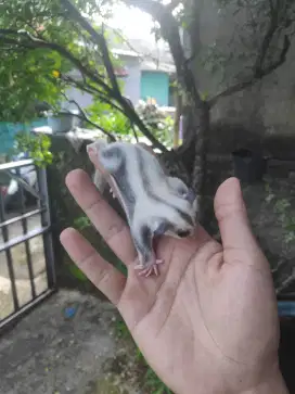 Sugar glider platinum betina