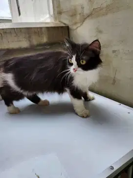 Kucing Persia Medium Good Quality