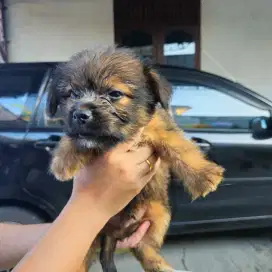 Anjing Ras Kecil Mix Bulu Medium-Panjang