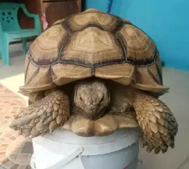 SULCATA JUMBO SIAP PRODUKSI