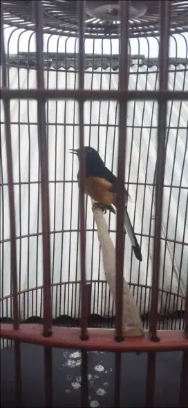 Murai batu jantan dewasa