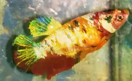 Ikan Cupang Red Koy Galaxy