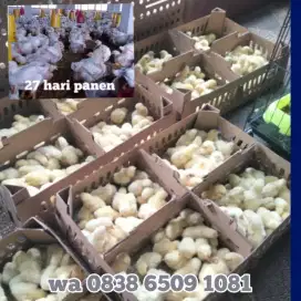 DOC ANAK AYAM BROILER SUPER PEDAGING