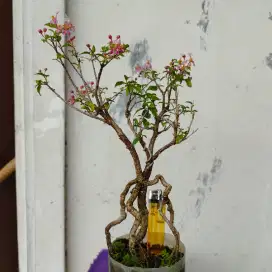 Bonsai Sakura Mikro