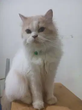 Kucing Persia bulu kapas