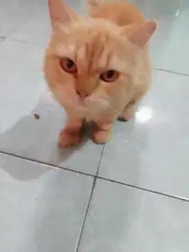 Lepas adopsi kucing Persia medium