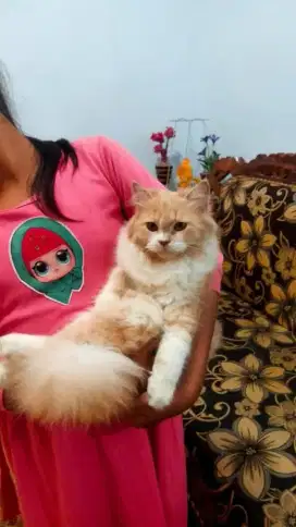 Kucing persia betina usia 7 bulan