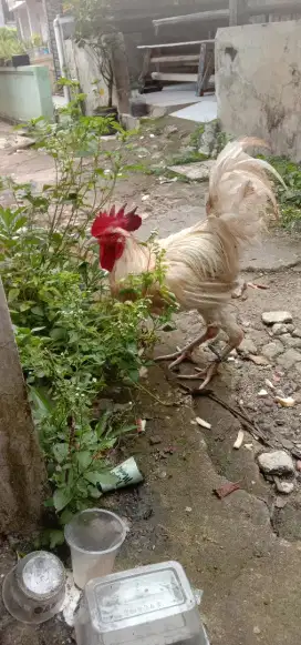 Jual ayam pelung putih kokok panjang