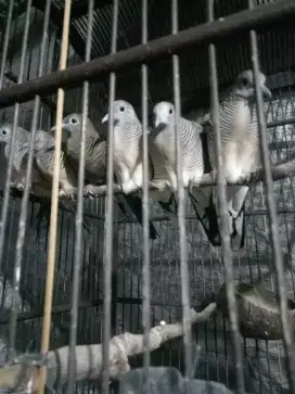 Perkutut hitam cemani