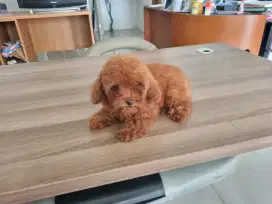 Red Toy Poodle (Female)