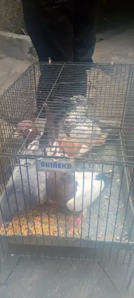 Burung merpati pos ring id