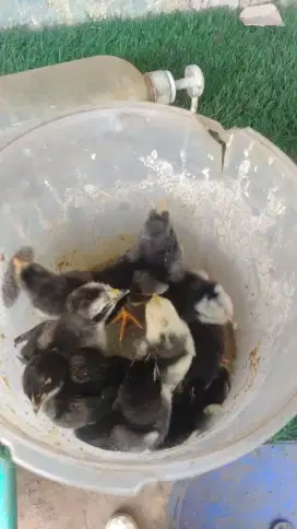 Anak ayam bangkok