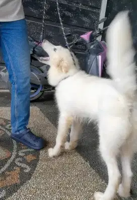 White Alaskan malamute