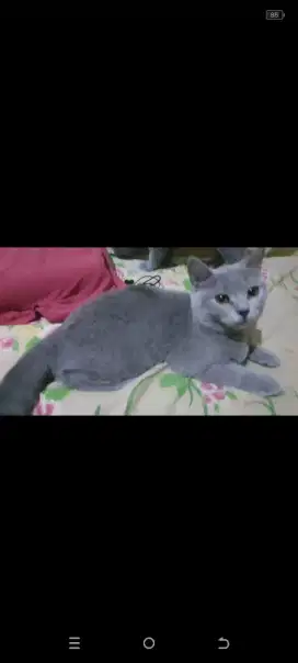 For adopt British Shorthair Betina