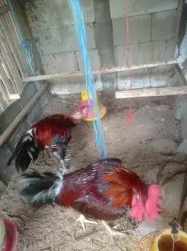 Jual ayam pelung