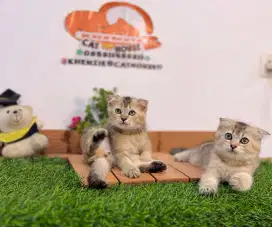 Kucing kitten Scottish fold golden lucu