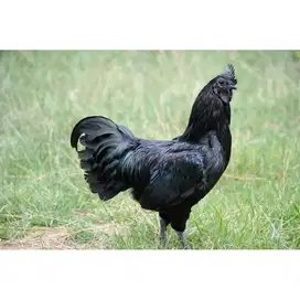 Ayam Cemani Jantan Asli