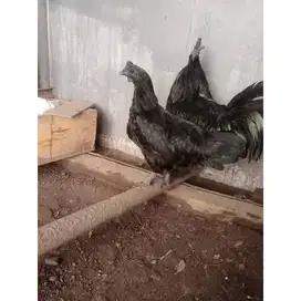 Ayam Cemani Betina