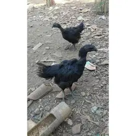 Anak ayam Cemani