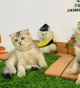 Kucing Scottish fold golden lucu gemoy gemoy