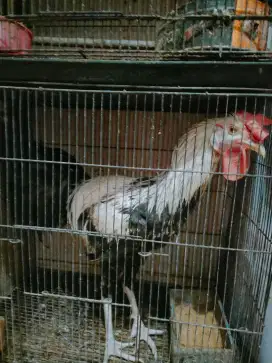 Ayam Pelung Masih Muda Suara vidio melalui wa