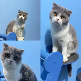 Scottish Fold kitten