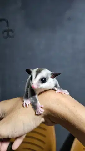 Sugar Glider Classic Grey