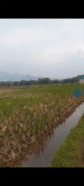 Sawah Produktif di Babakan DKA Cicalengka