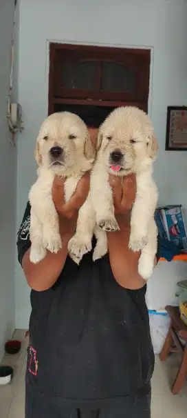 Golden retriever nonstb