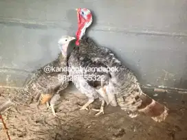 Ayam kalkun blue red sepasang produksi