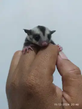 2 ekor baby Sugar Glider bahan bonding