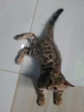 Lepas adopsi kucing