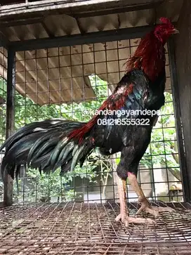 Ayam bangkok jantan