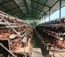 JUAL MURAH KANDANG AYAM + RUMAH DI JOMBANG MASIH AKTIF SIAP ISI