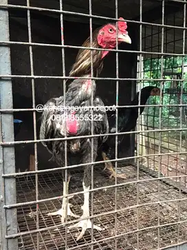 Ayam bangkok sepasang