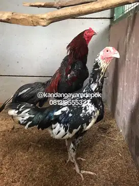 Ayam bangkok sepasang produksi