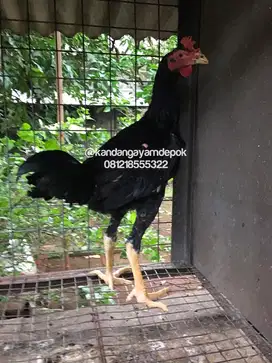 Ayam bangkok remaja