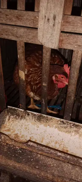 Ayam petelur babon horn masih aktif nelur