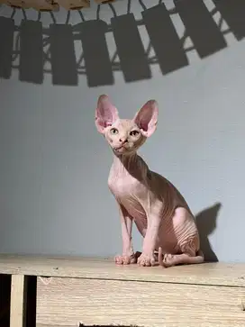 Kitten sphynx jantan bicolor
