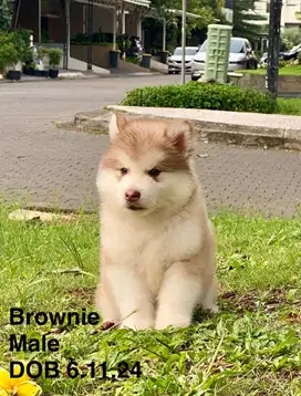 Alaskan Malamute Puppy Big Bone