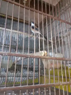 Jual burung pentet jatim udh rajin bunyi